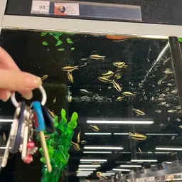 Emperor Tetra, photo 11