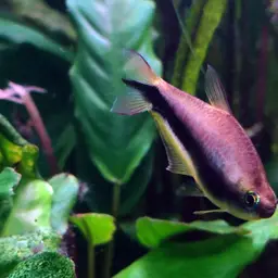 Emperor Tetra, photo 12