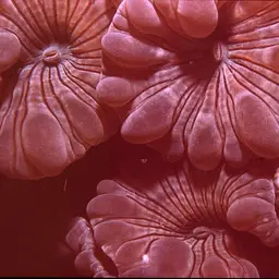 Rounded Bubblegum Coral, photo 1