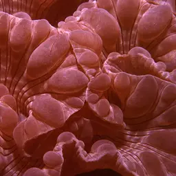 Rounded Bubblegum Coral, photo 2