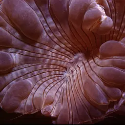 Rounded Bubblegum Coral, photo 3