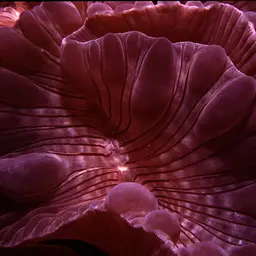 Rounded Bubblegum Coral, photo 4