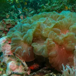 Rounded Bubblegum Coral, photo 5