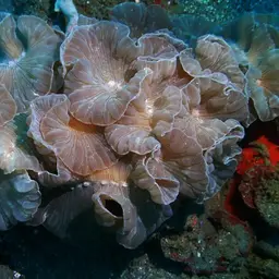 Rounded Bubblegum Coral, photo 6