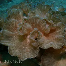 Rounded Bubblegum Coral, photo 7