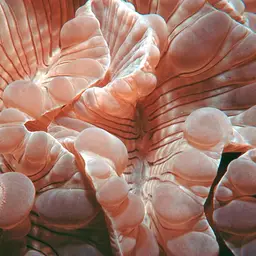 Rounded Bubblegum Coral, photo 9