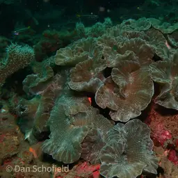 Rounded Bubblegum Coral, photo 10