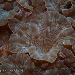 Rounded Bubblegum Coral, photo 11
