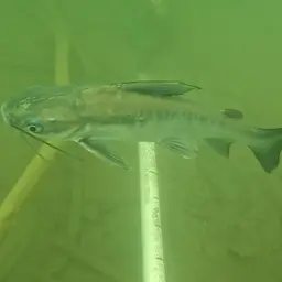 Berney's Catfish