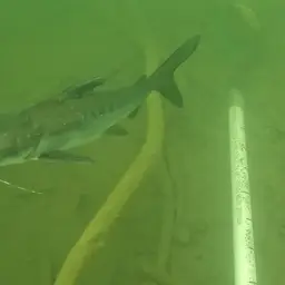 Berney's Catfish, photo 2