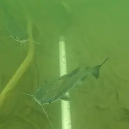 Berney's Catfish, photo 3