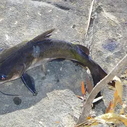 Berney's Catfish, photo 4