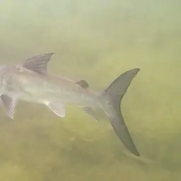 Berney's Catfish, photo 5