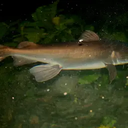Salmon Catfish, photo 2