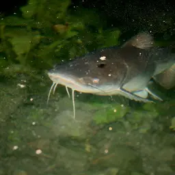 Salmon Catfish, photo 3
