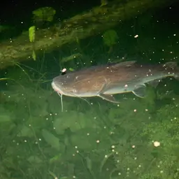 Salmon Catfish, photo 4