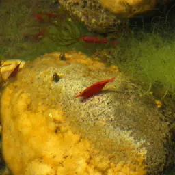 Cherry Shrimp