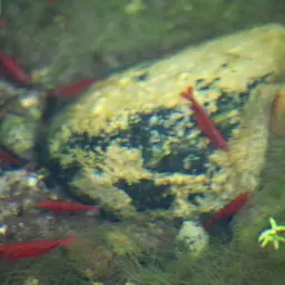 Cherry Shrimp, photo 3