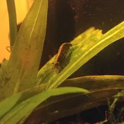 Cherry Shrimp, photo 4