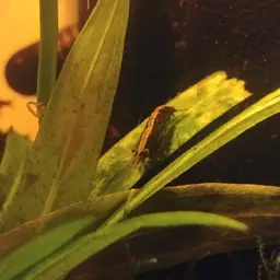 Cherry Shrimp, photo 5