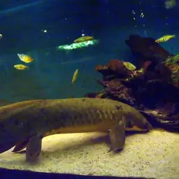 Queensland Lungfish, photo 1