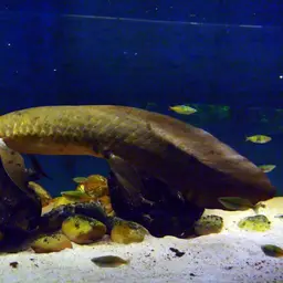 Queensland Lungfish, photo 2