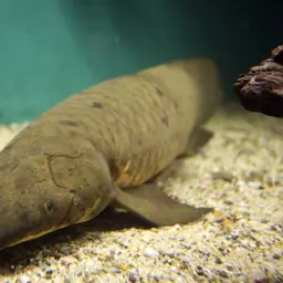 Queensland Lungfish, photo 3