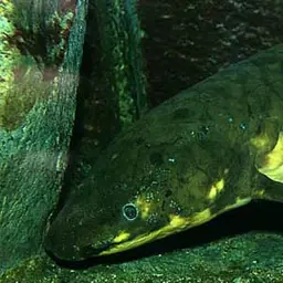 Queensland Lungfish, photo 4