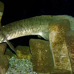 Queensland Lungfish, photo 5