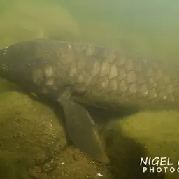 Queensland Lungfish, photo 6