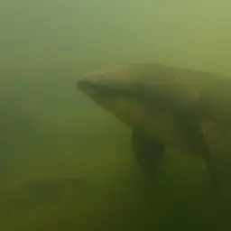 Queensland Lungfish, photo 7