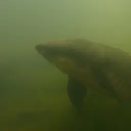 Queensland Lungfish, photo 8