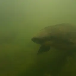 Queensland Lungfish, photo 9