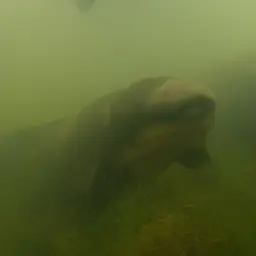 Queensland Lungfish, photo 10