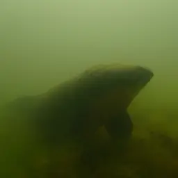 Queensland Lungfish, photo 11