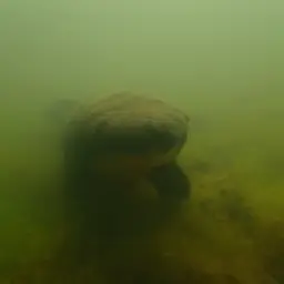 Queensland Lungfish, photo 12