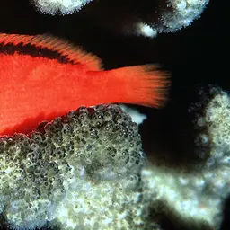 Red Hawkfish, photo 1