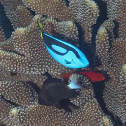 Red Hawkfish, photo 2