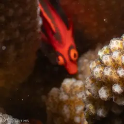 Red Hawkfish, photo 3