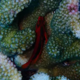 Red Hawkfish, photo 4
