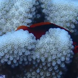 Red Hawkfish, photo 5