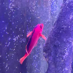 Red Hawkfish, photo 6