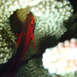 Red Hawkfish, photo 7