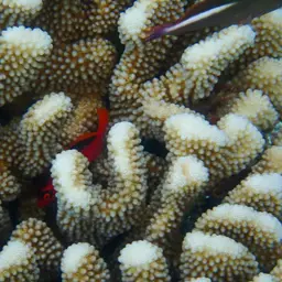 Red Hawkfish, photo 8