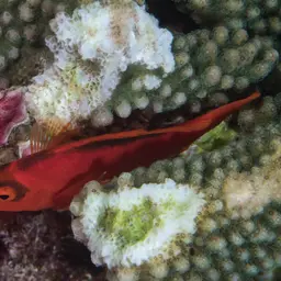 Red Hawkfish, photo 9