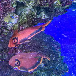 Red Hawkfish, photo 10