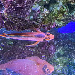 Red Hawkfish, photo 11