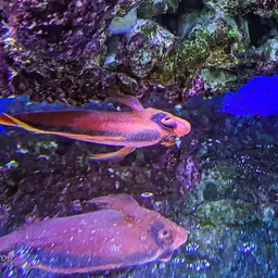 Red Hawkfish, photo 12