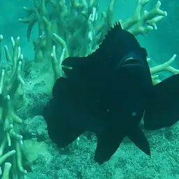 Black Damsel, photo 2