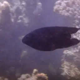 Black Damsel, photo 3